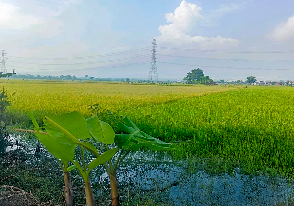 TANAH DI KAB. MOJOKERTO - WOFF868-3 - foto 4